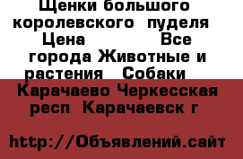 Щенки большого (королевского) пуделя › Цена ­ 25 000 - Все города Животные и растения » Собаки   . Карачаево-Черкесская респ.,Карачаевск г.